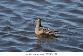 Attēlu rezultāti vaicājumam “Phalaropus fulicarius adult”