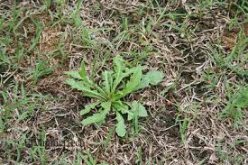 Attēlu rezultāti vaicājumam “Capsella bursa-pastoris leaf”