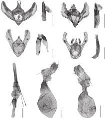 Attēlu rezultāti vaicājumam “Ematurga atomaria male”