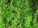 HowStuffWorks "Eastern Hemlock Tree: A Profile of a Tree"