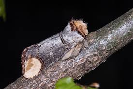 Attēlu rezultāti vaicājumam “Phalera bucephala imago”