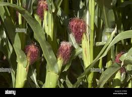 Attēlu rezultāti vaicājumam “Zea mays female flower”