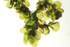 Attēlu rezultāti vaicājumam “Cephalozia connivens”