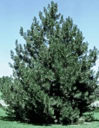 Attēlu rezultāti vaicājumam “Pinus nigra”