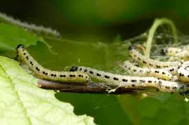Attēlu rezultāti vaicājumam “Yponomeuta evonymella imago”