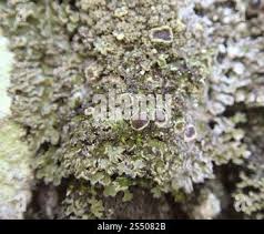 Attēlu rezultāti vaicājumam “Physconia enteroxantha”