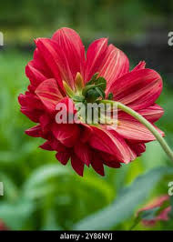 Image result for Dahlia x pinnata `Redskin`