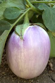 Afbeeldingsresultaat voor rosa bianca eggplant