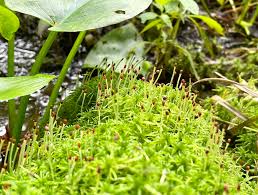 Attēlu rezultāti vaicājumam “Sphagnum fimbriatum”