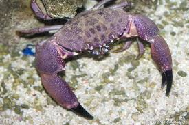 Attēlu rezultāti vaicājumam “Paracorymbia maculicornis imago”