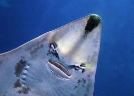 Image result for Glaucostegus cemiculus