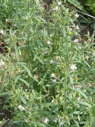 Attēlu rezultāti vaicājumam “Microrrhinum minus”