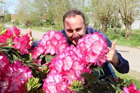 Attēlu rezultāti vaicājumam “rhododendron”