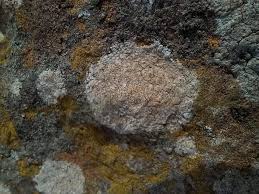 Attēlu rezultāti vaicājumam “Verrucaria hydrela”