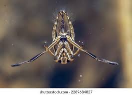 Attēlu rezultāti vaicājumam “Notonecta glauca”