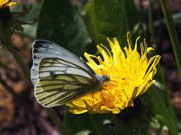 Attēlu rezultāti vaicājumam “Pieris napi male”