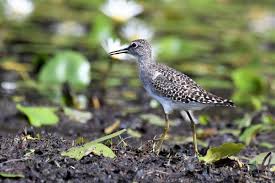 Attēlu rezultāti vaicājumam “Tringa glareola adult”