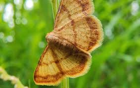Attēlu rezultāti vaicājumam “Ypsolopha scabrella”