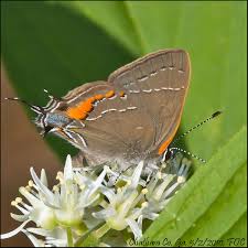 Attēlu rezultāti vaicājumam “Favonius quercus underside”