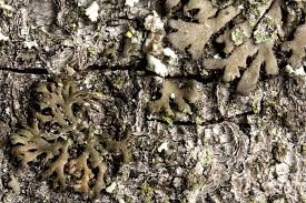 Attēlu rezultāti vaicājumam “Phaeographis dendritica”