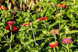 Image result for Zinnia violacea