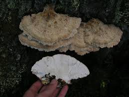 Attēlu rezultāti vaicājumam “Postia guttulata”