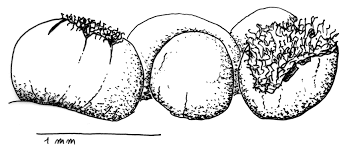 Attēlu rezultāti vaicājumam “Trichia varia”
