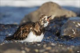 Attēlu rezultāti vaicājumam “Arenaria interpres”