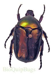 Attēlu rezultāti vaicājumam “Potosia cuprea”