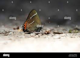 Attēlu rezultāti vaicājumam “Satyrium w-album underside”