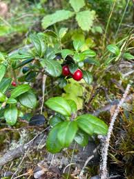 Attēlu rezultāti vaicājumam “Vaccinium vitis-idaea fruit”