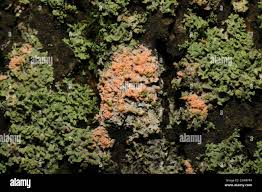 Attēlu rezultāti vaicājumam “Erythricium aurantiacum”