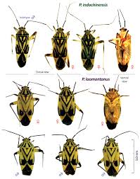 Attēlu rezultāti vaicājumam “Miridae”