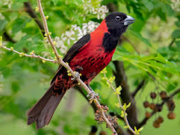 Attēlu rezultāti vaicājumam “Collaria rubens”