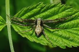 Attēlu rezultāti vaicājumam “Philodromus sp.”