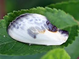 Attēlu rezultāti vaicājumam “Drepanidae”