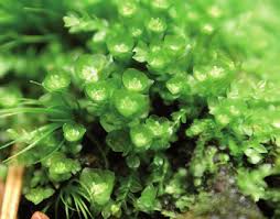 Attēlu rezultāti vaicājumam “Tetraphis pellucida sporophyte”