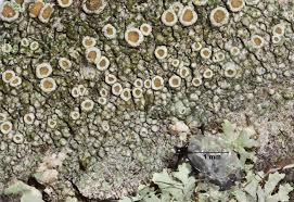 Attēlu rezultāti vaicājumam “Lecanora carpinea”