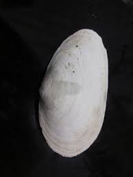 Attēlu rezultāti vaicājumam “Mya arenaria”