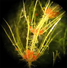 Attēlu rezultāti vaicājumam “Chara aspera male”