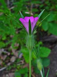 Image result for Kornrade