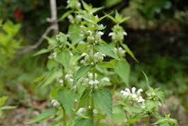 Attēlu rezultāti vaicājumam “Lamium album”