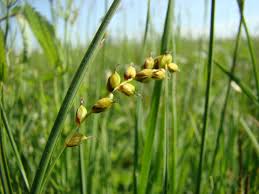 Attēlu rezultāti vaicājumam “Carex panicea”