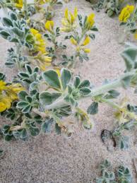 Attēlu rezultāti vaicājumam “Medicago”