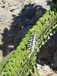 Attēlu rezultāti vaicājumam “Arenaria procera”