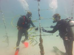 Image result for Southdown Divers