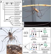 Attēlu rezultāti vaicājumam “Opiliones”