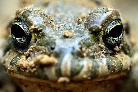 Attēlu rezultāti vaicājumam “Pseudepidalea viridis”