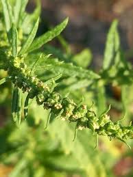 Attēlu rezultāti vaicājumam “Lycopus europaeus flower”