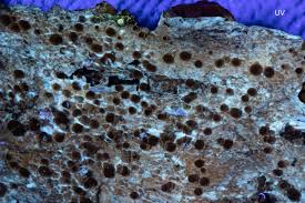 Attēlu rezultāti vaicājumam “Lecanora argentata”